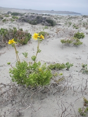 Senecio bahioides