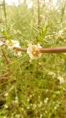 Salsola kali