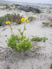 Senecio bahioides