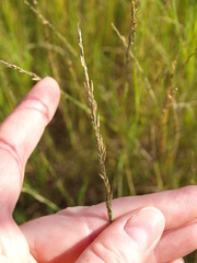 Muhlenbergia cuspidata