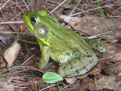 Lithobates clamitans