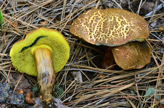 Boletus brunneotomentosus