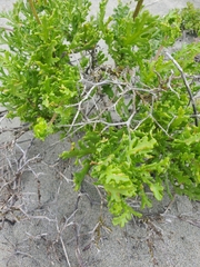 Senecio bahioides