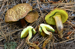 Boletus brunneotomentosus