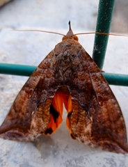 Eudocima serpentifera