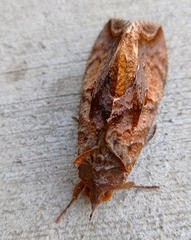 Eudocima serpentifera