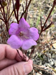 Agalinis decemloba