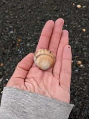 Clinocardium nuttallii