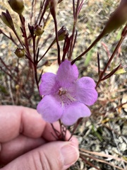 Agalinis decemloba