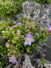 Nolana divaricata