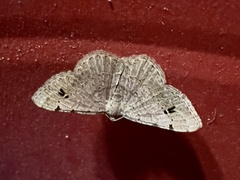 Frederickia nigricomma