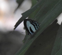 Nacaduba cyanea