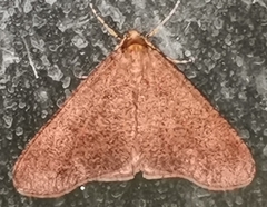 Erannis defoliaria