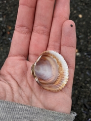 Clinocardium nuttallii