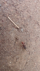 Pogonomyrmex rugosus