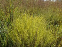 Muhlenbergia cuspidata