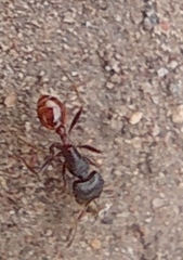 Pogonomyrmex rugosus