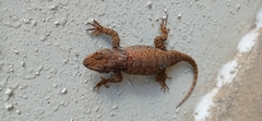Sceloporus torquatus