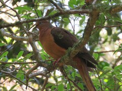 Macropygia phasianella