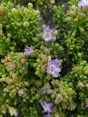 Nolana divaricata