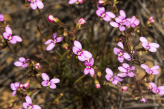 Stylidium leptophyllum
