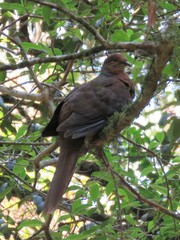Macropygia phasianella