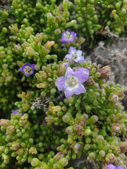 Nolana divaricata