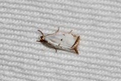 Argyria gonogramma