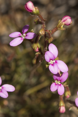 Stylidium leptophyllum