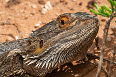 Pogona vitticeps