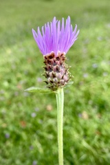 Centaurea nigrescens