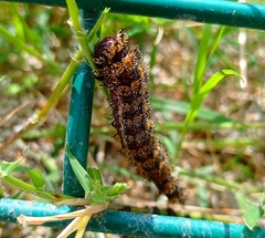 Hemileuca rubridorsa