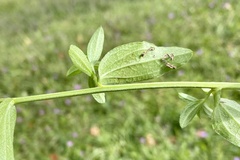 Centaurea nigrescens