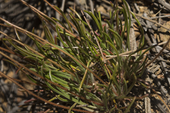 Stylidium leptophyllum
