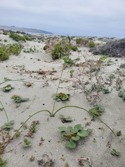 Dioscorea fastigiata
