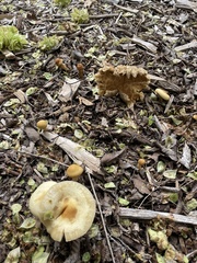 Agrocybe praecox