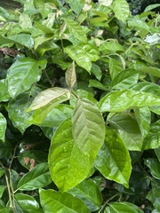 Elaeagnus macrantha
