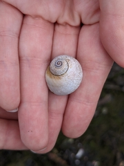 Cryptonatica aleutica