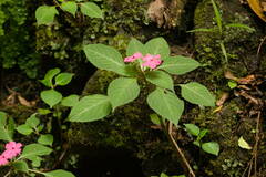 Impatiens walleriana