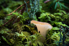 Guepinia helvelloides