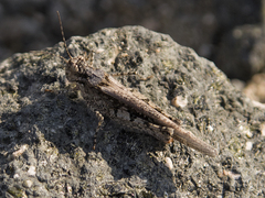 Acrotylus