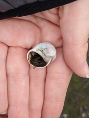 Cryptonatica aleutica