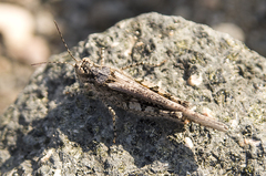 Acrotylus