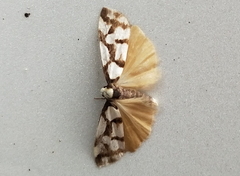 Scaptesyle dichotoma