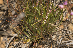 Stylidium leptophyllum