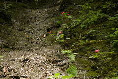 Impatiens walleriana