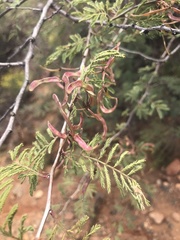 Mimosa aculeaticarpa biuncifera