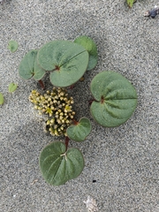 Dioscorea fastigiata