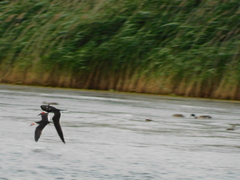 Hirundo rustica