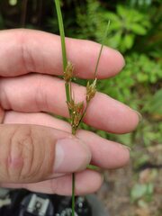 Fimbristylis dichotoma